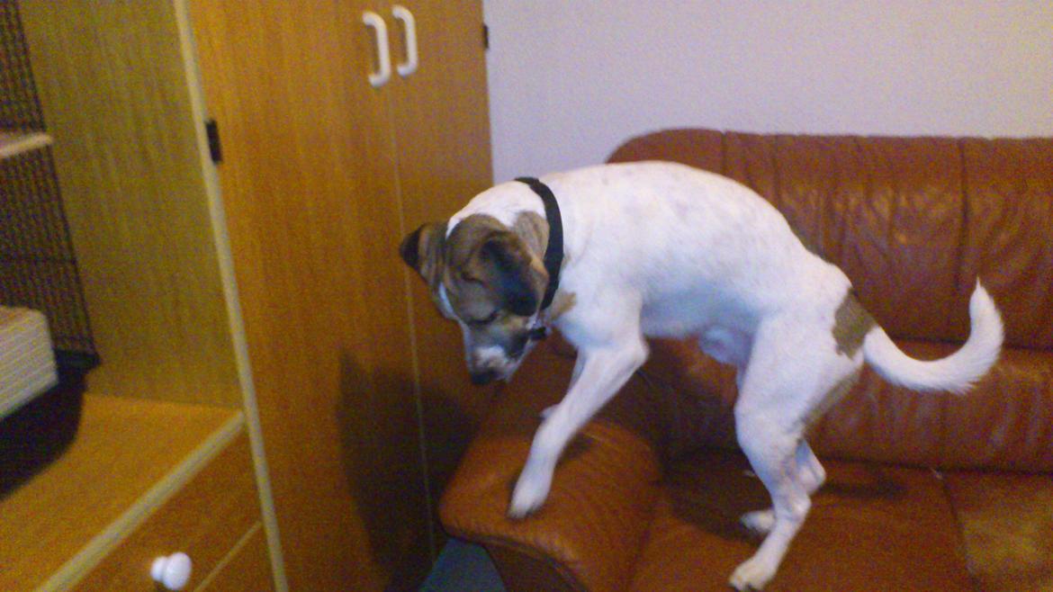 Blanding af racer Baliy billede 12