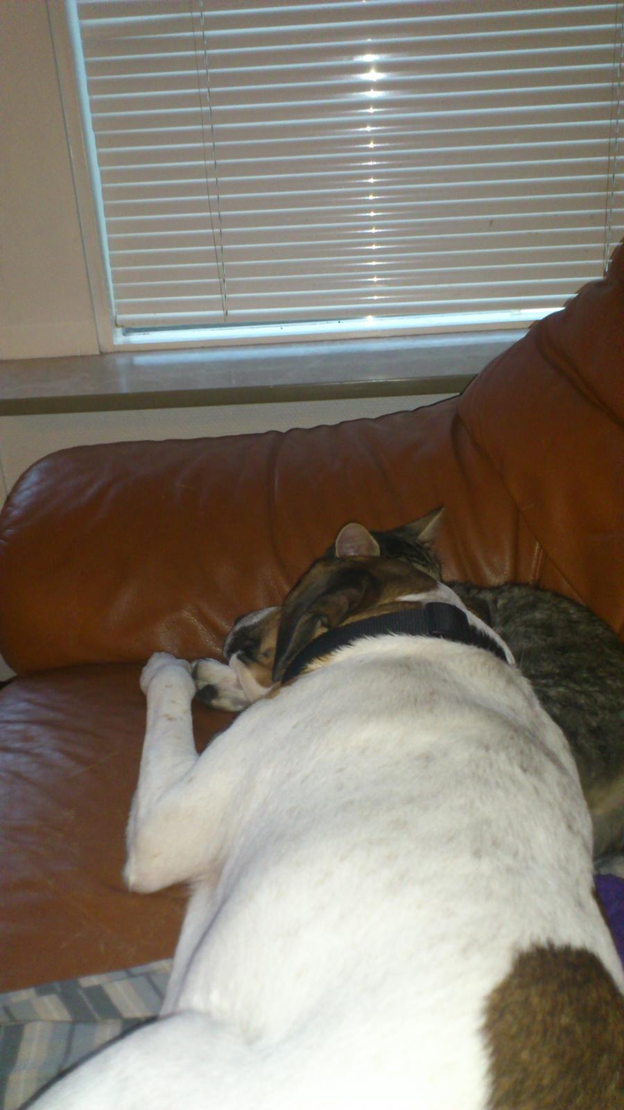 Blanding af racer Baliy billede 13