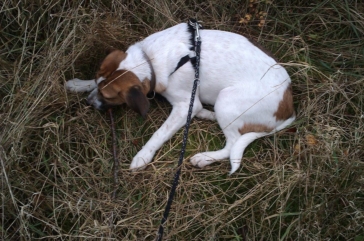 Blanding af racer Baliy billede 2