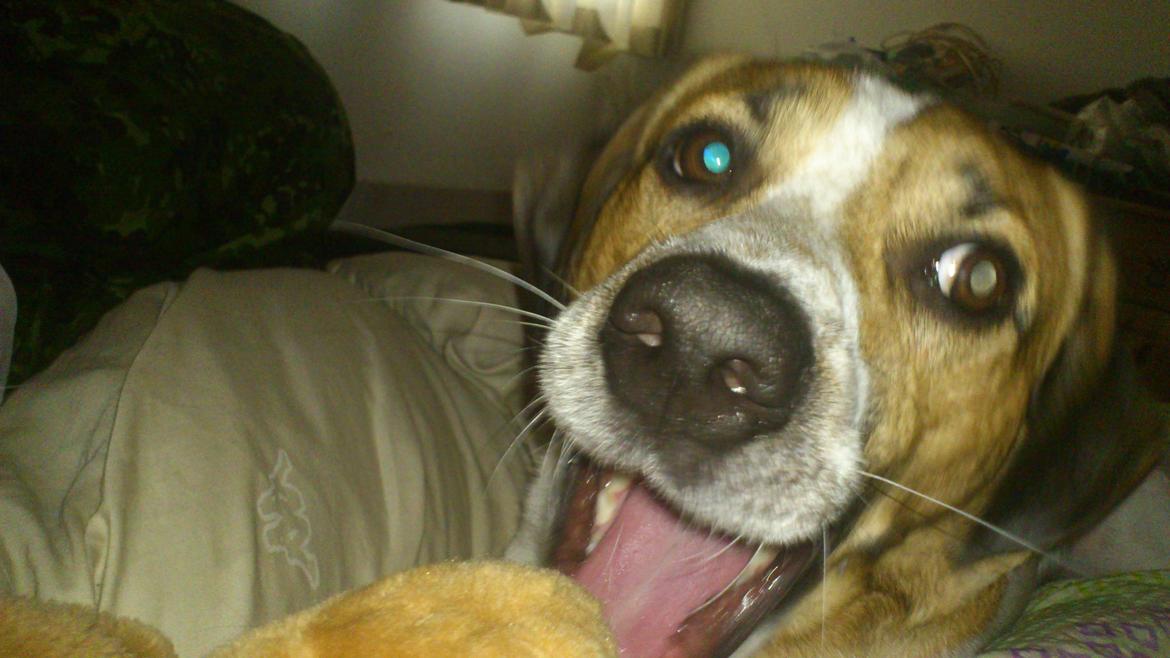 Blanding af racer Baliy billede 3