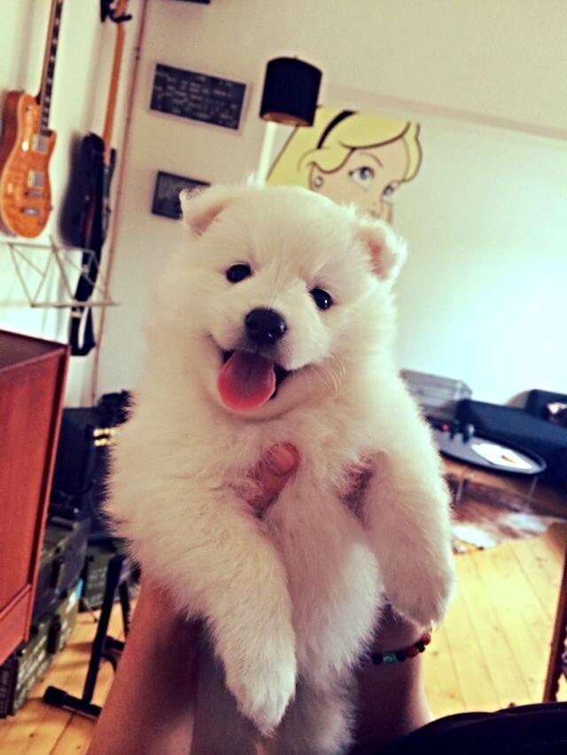 Japansk spids Neela billede 2