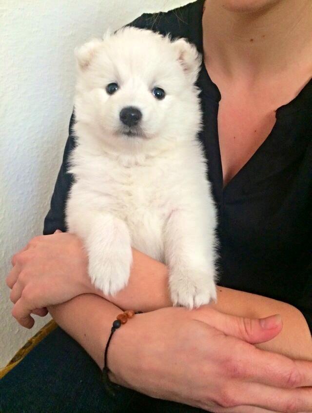 Japansk spids Neela billede 4