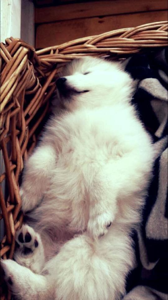 Japansk spids Neela billede 6