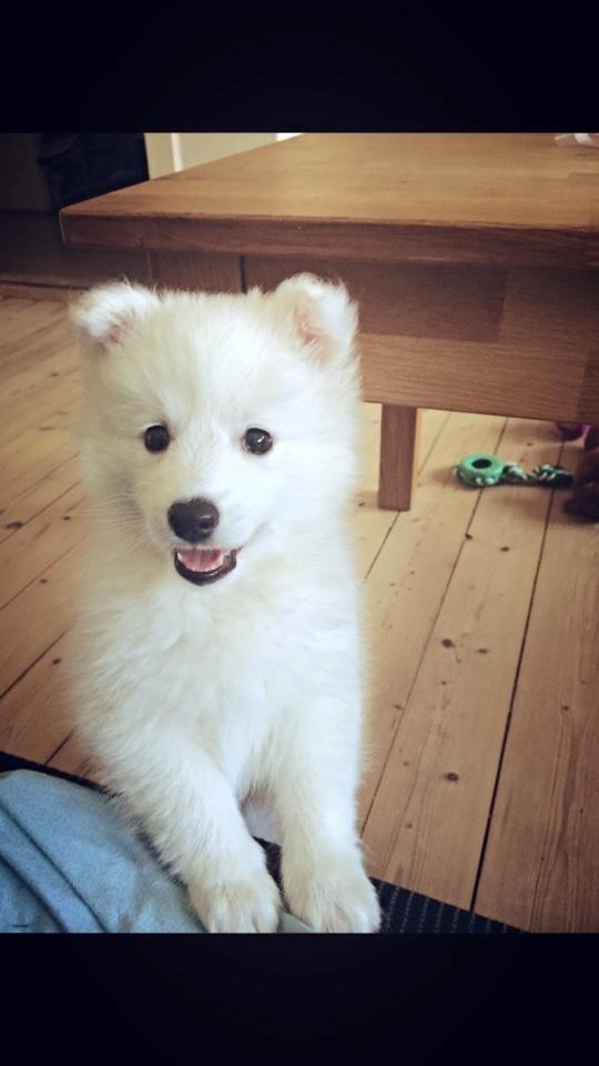 Japansk spids Neela billede 10