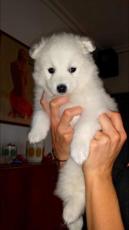 Japansk spids Neela billede 5