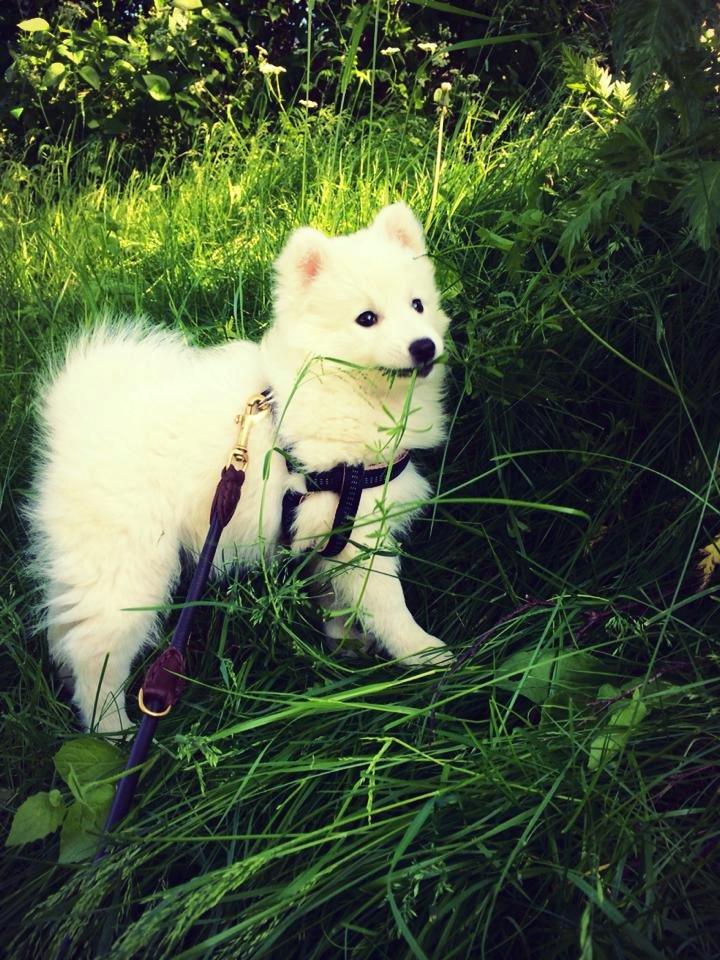 Japansk spids Neela billede 18