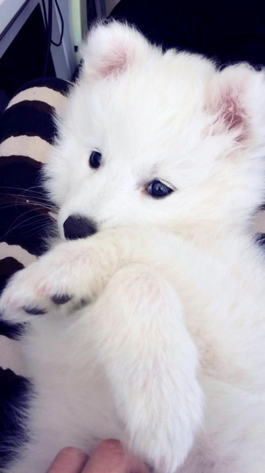 Japansk spids Neela billede 16