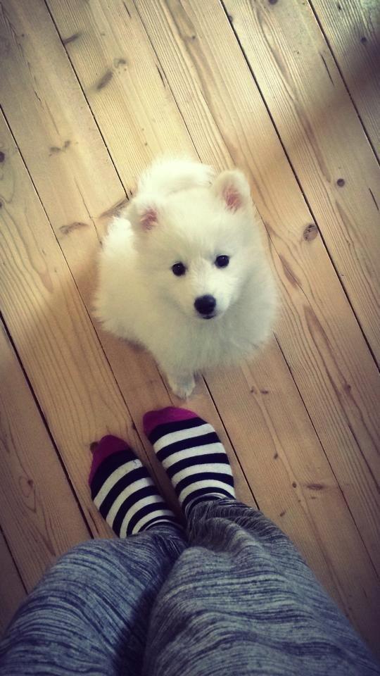 Japansk spids Neela billede 12