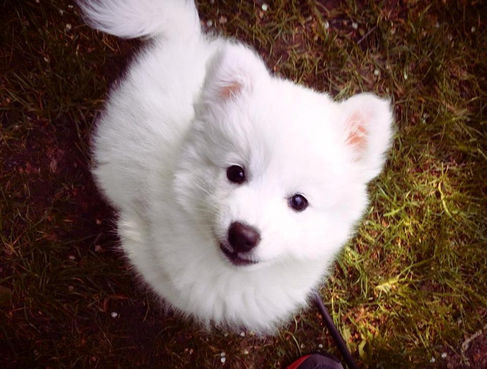 Japansk spids Neela billede 1