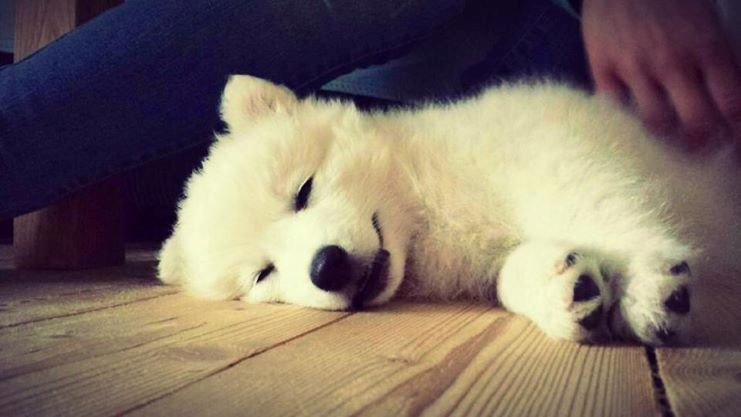 Japansk spids Neela billede 11