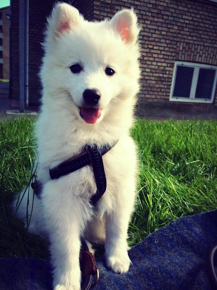 Japansk spids Neela billede 3