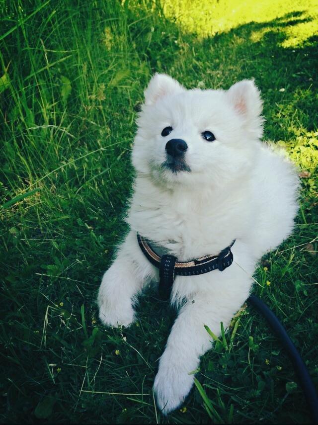 Japansk spids Neela billede 19