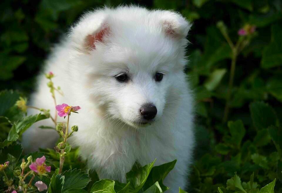 Japansk spids Neela billede 14