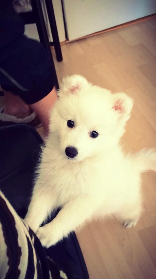 Japansk spids Neela billede 15