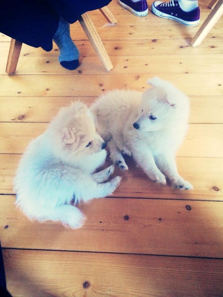 Japansk spids Neela billede 8