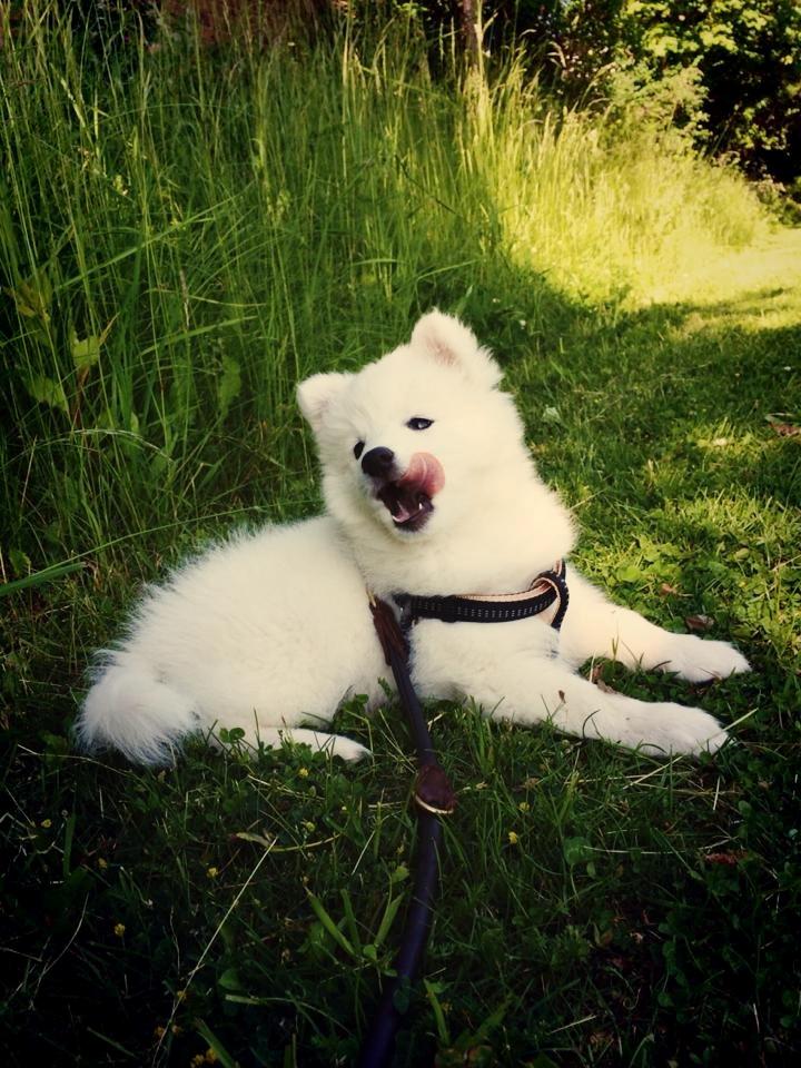 Japansk spids Neela billede 20