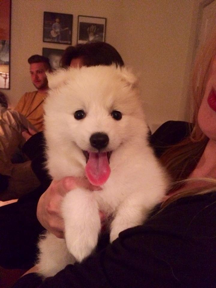 Japansk spids Neela billede 7