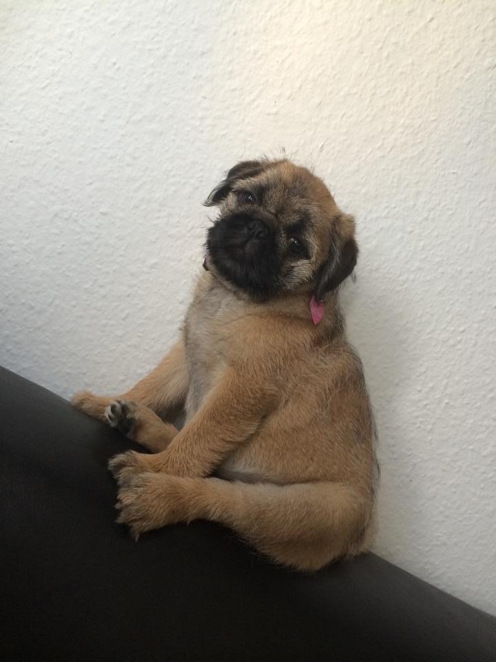 Blanding af racer Karla billede 2