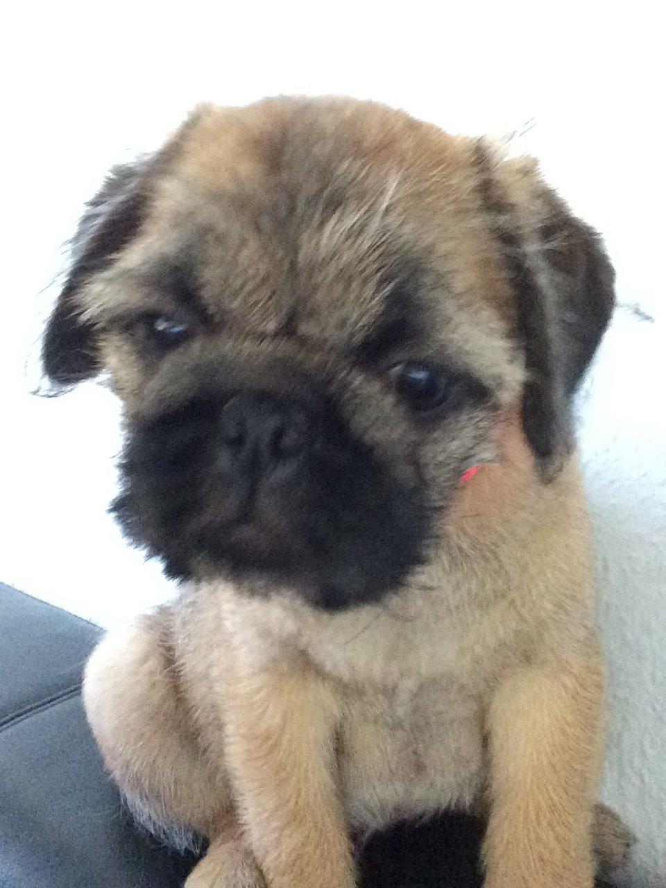 Blanding af racer Karla billede 3