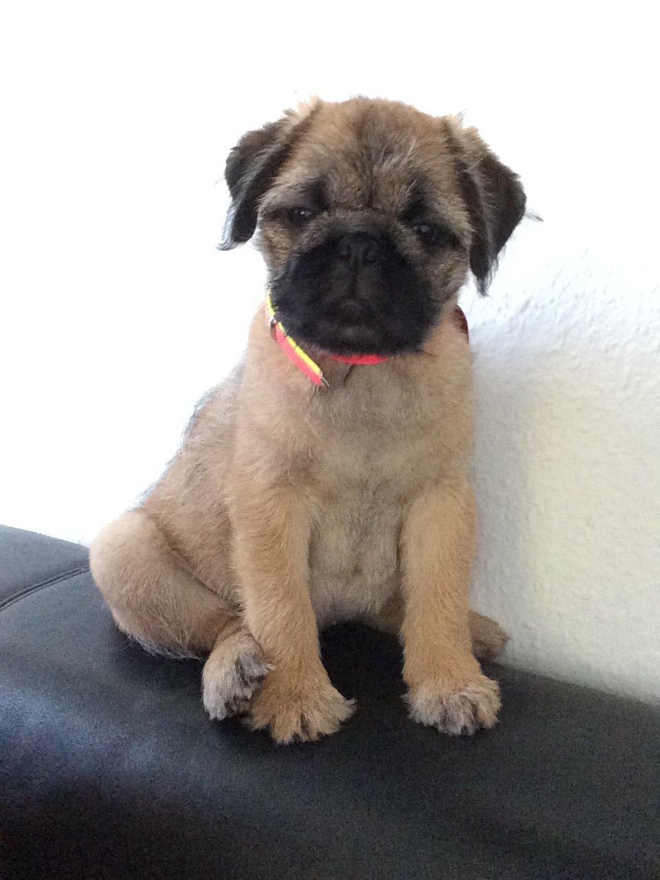 Blanding af racer Karla billede 1