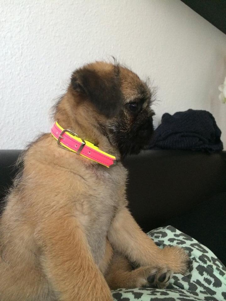 Blanding af racer Karla billede 4