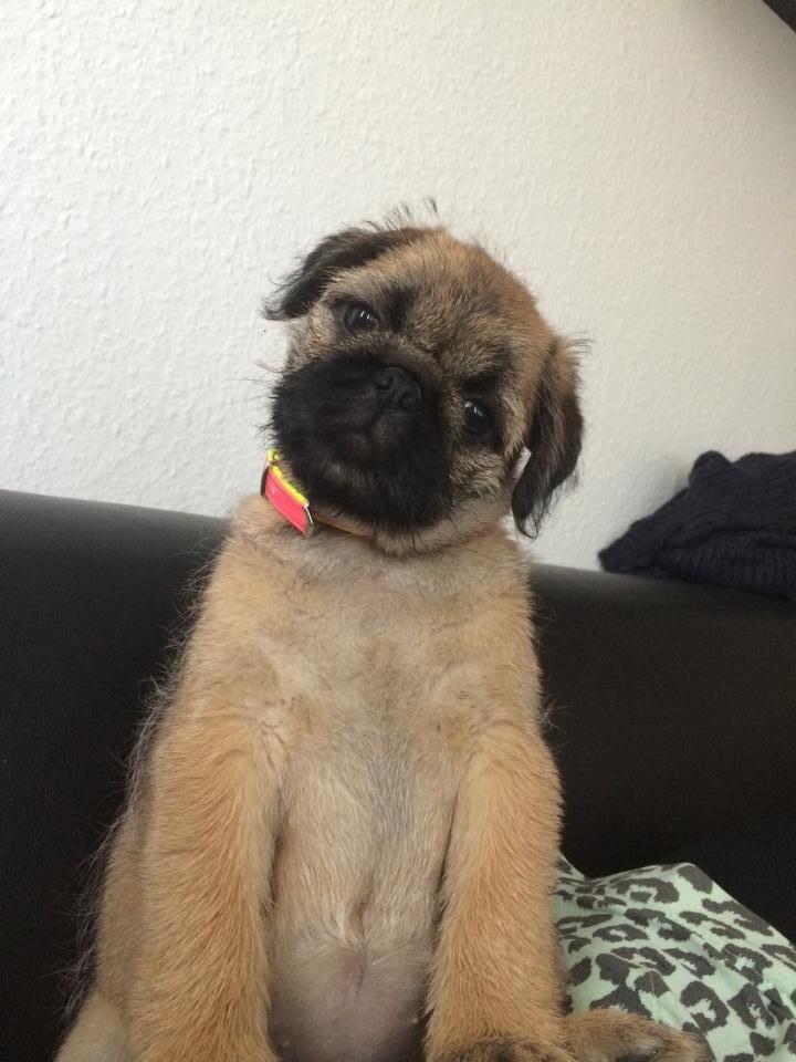 Blanding af racer Karla billede 5