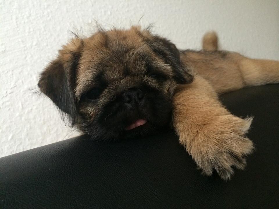 Blanding af racer Karla billede 6