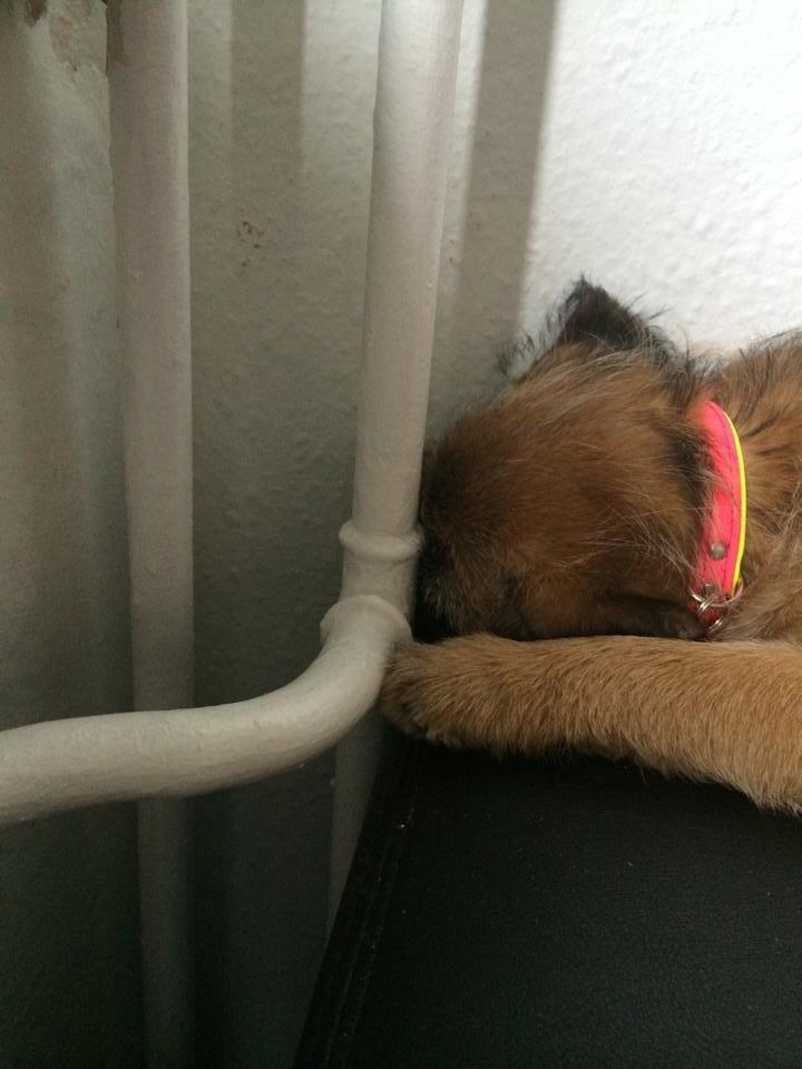 Blanding af racer Karla billede 7