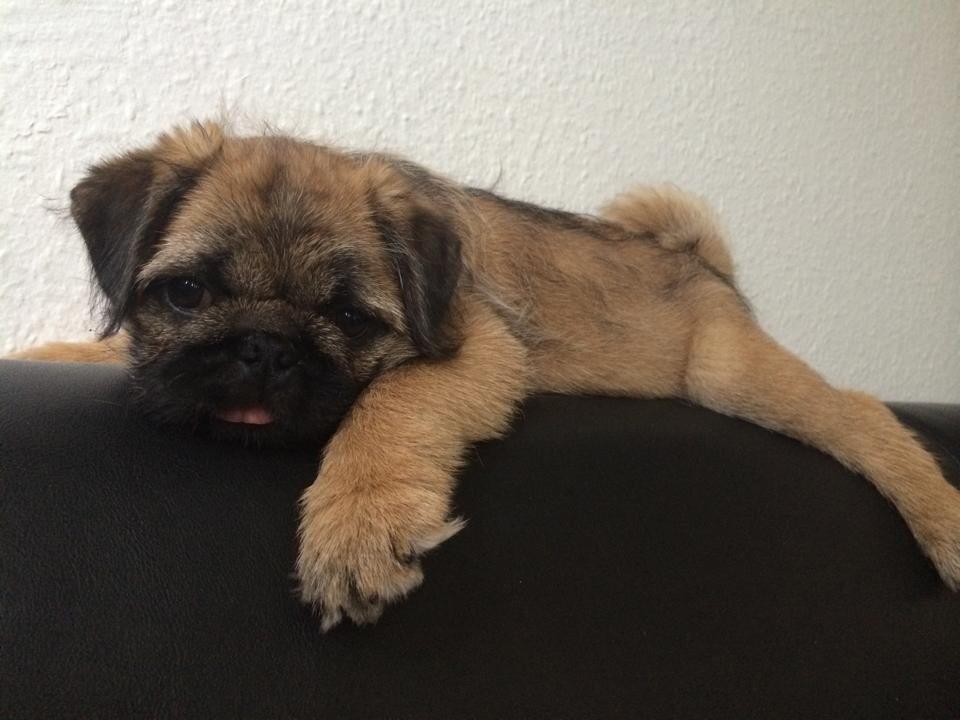 Blanding af racer Karla billede 8