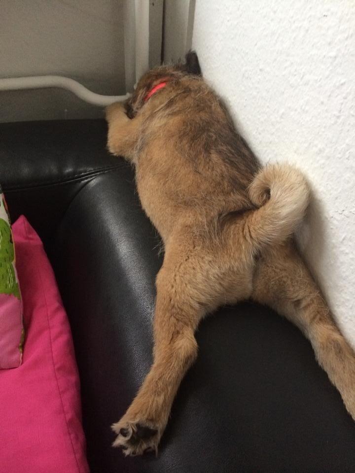 Blanding af racer Karla billede 9