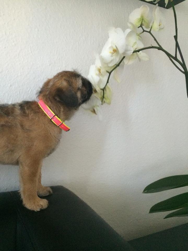 Blanding af racer Karla billede 10