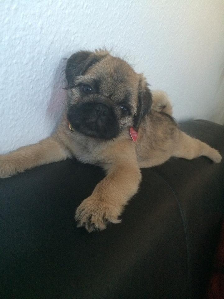 Blanding af racer Karla billede 11