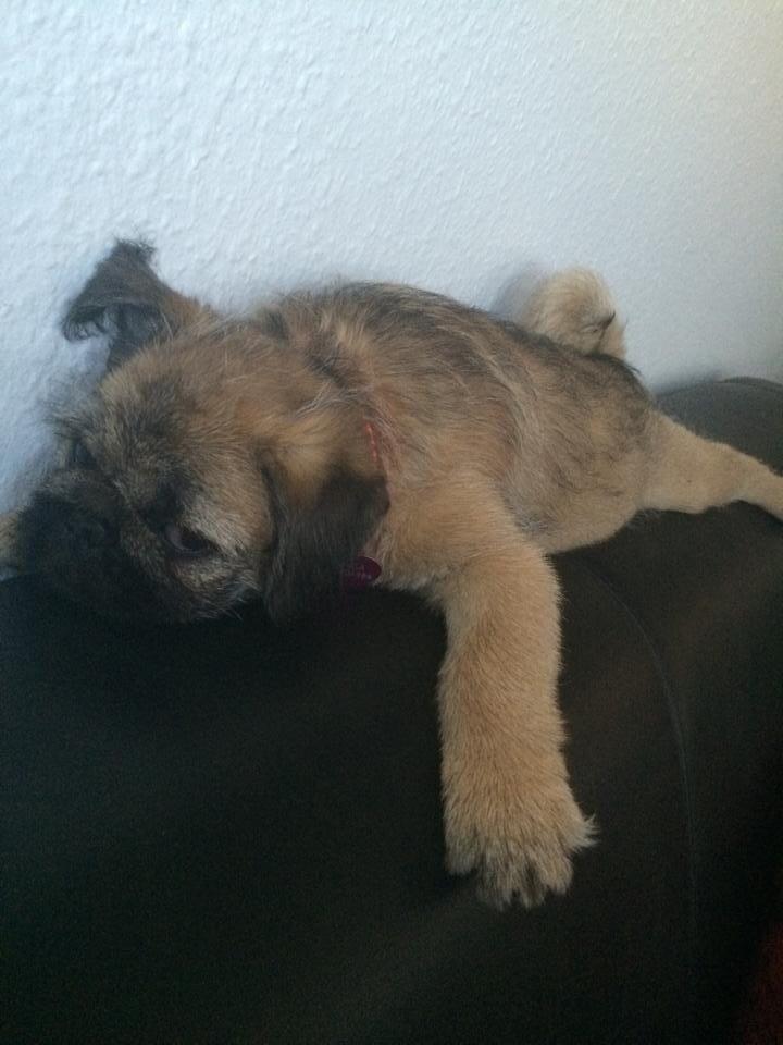 Blanding af racer Karla billede 12