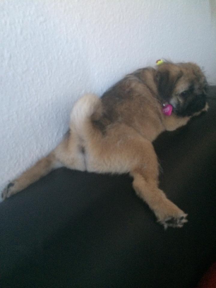 Blanding af racer Karla billede 13