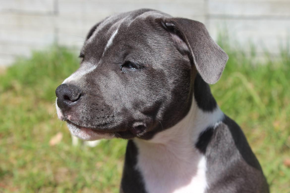 Staffordshire bull terrier Chayla billede 12