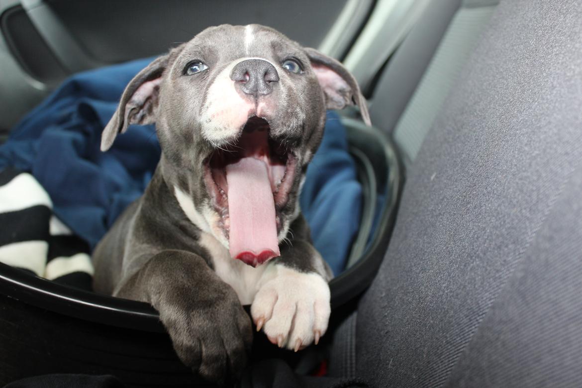 Staffordshire bull terrier Chayla billede 17