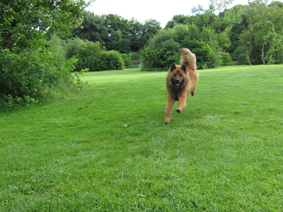 Eurasier Sally billede 28