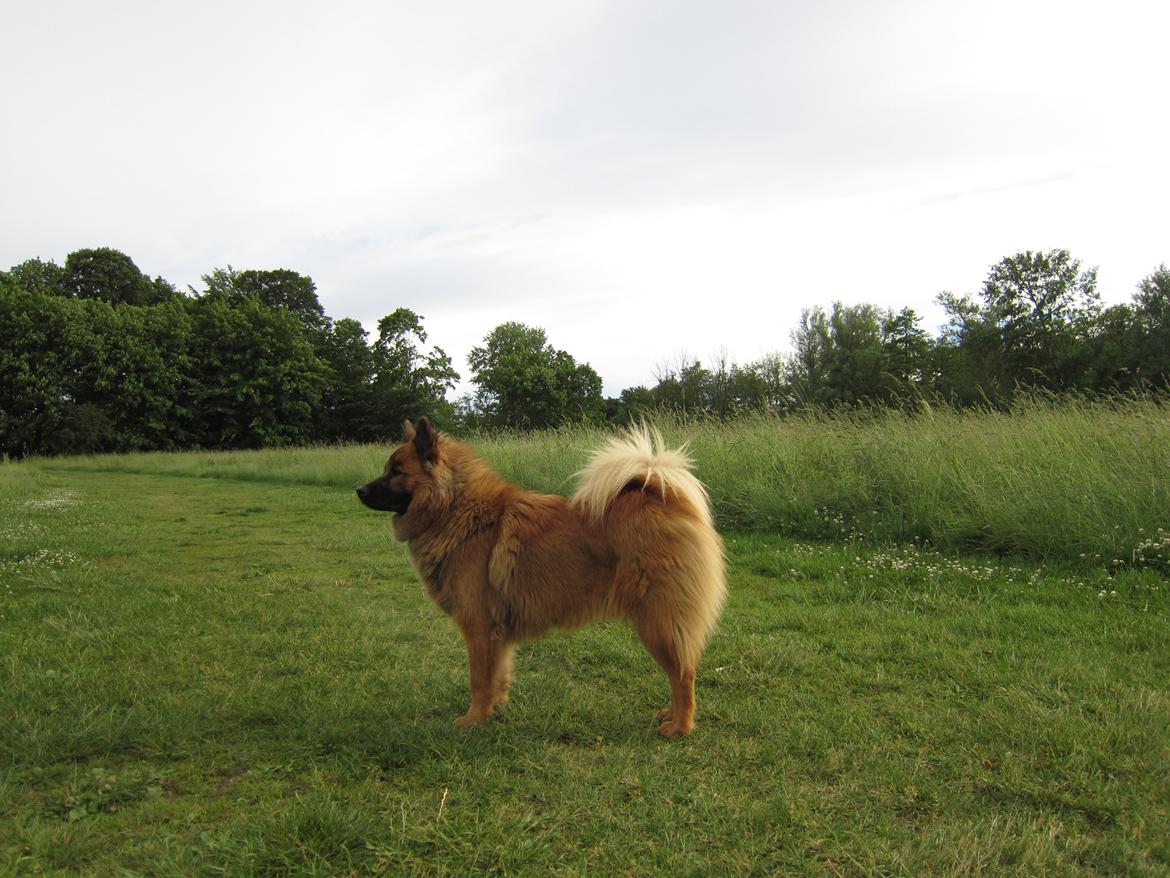 Eurasier Sally billede 27