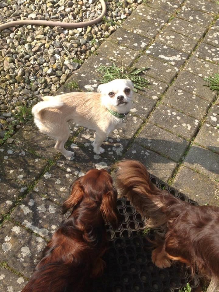 Blanding af racer Amarni billede 3