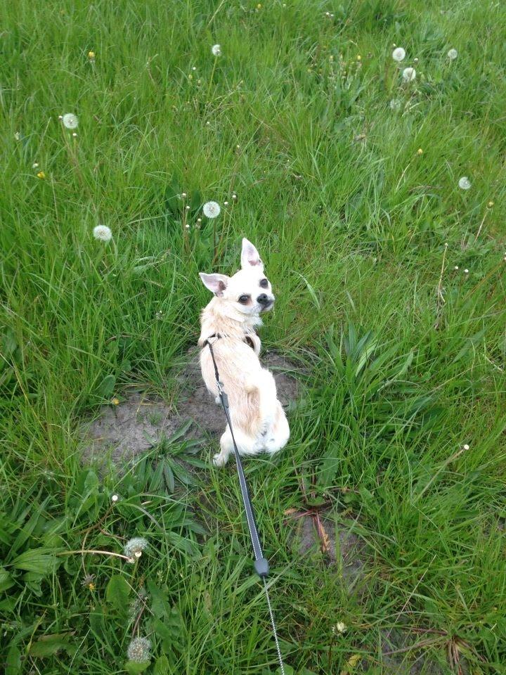 Blanding af racer Amarni billede 1