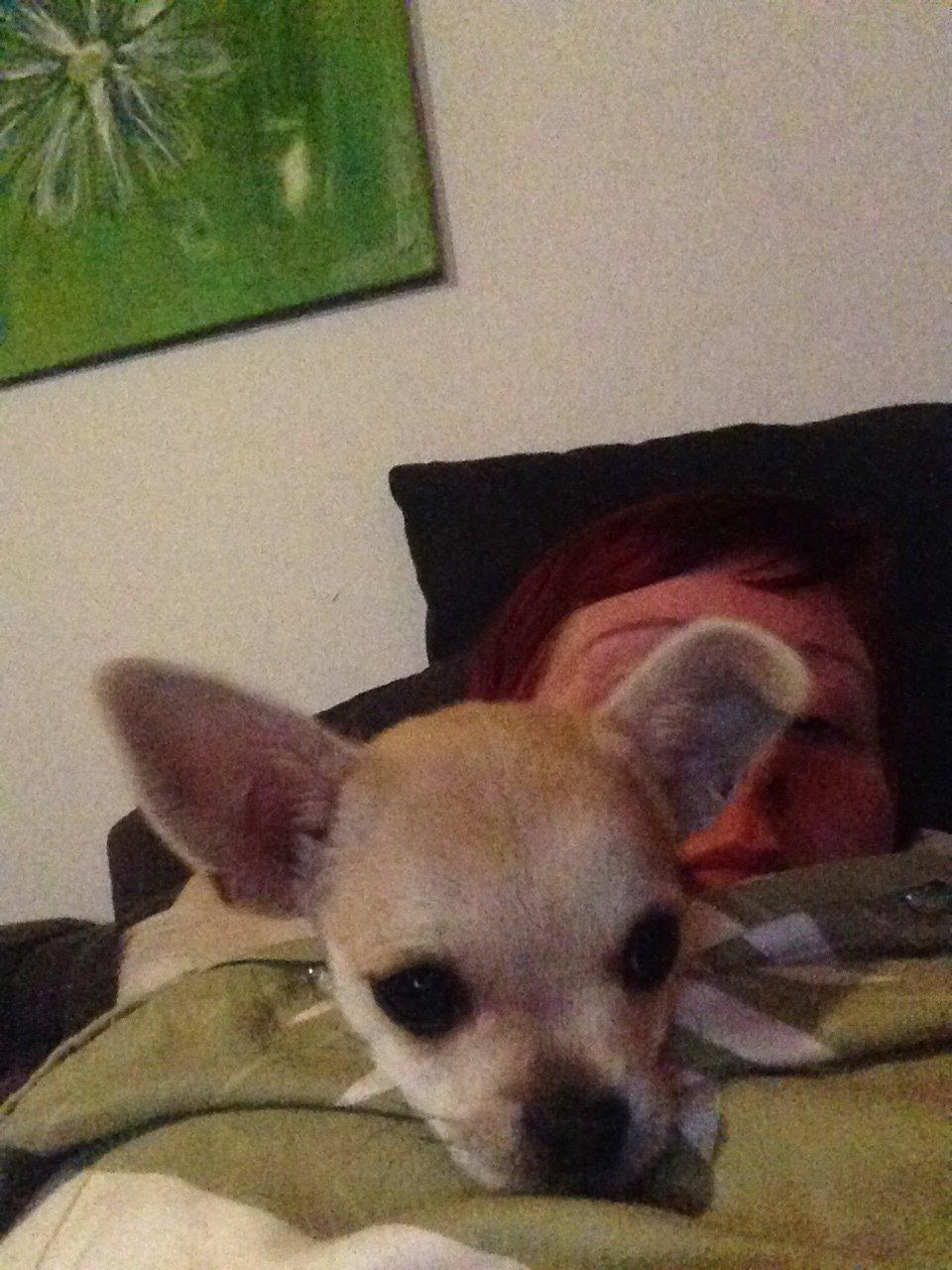 Blanding af racer Amarni billede 6