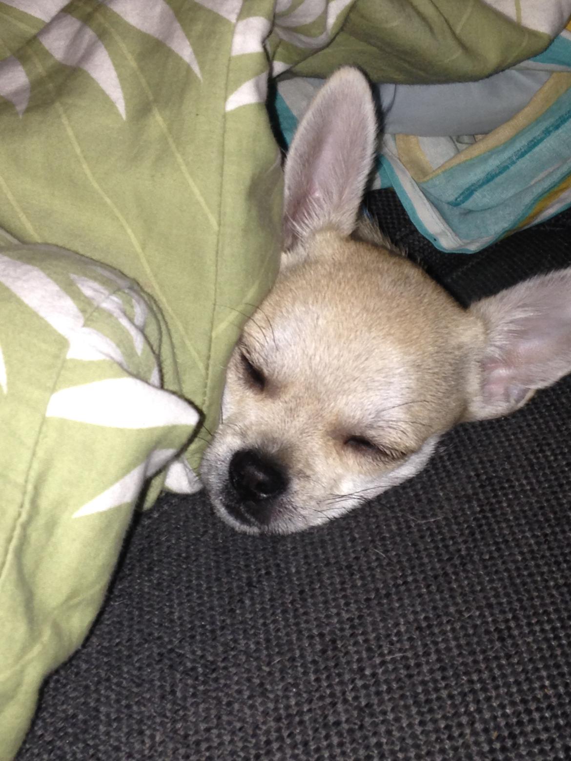 Blanding af racer Amarni billede 7