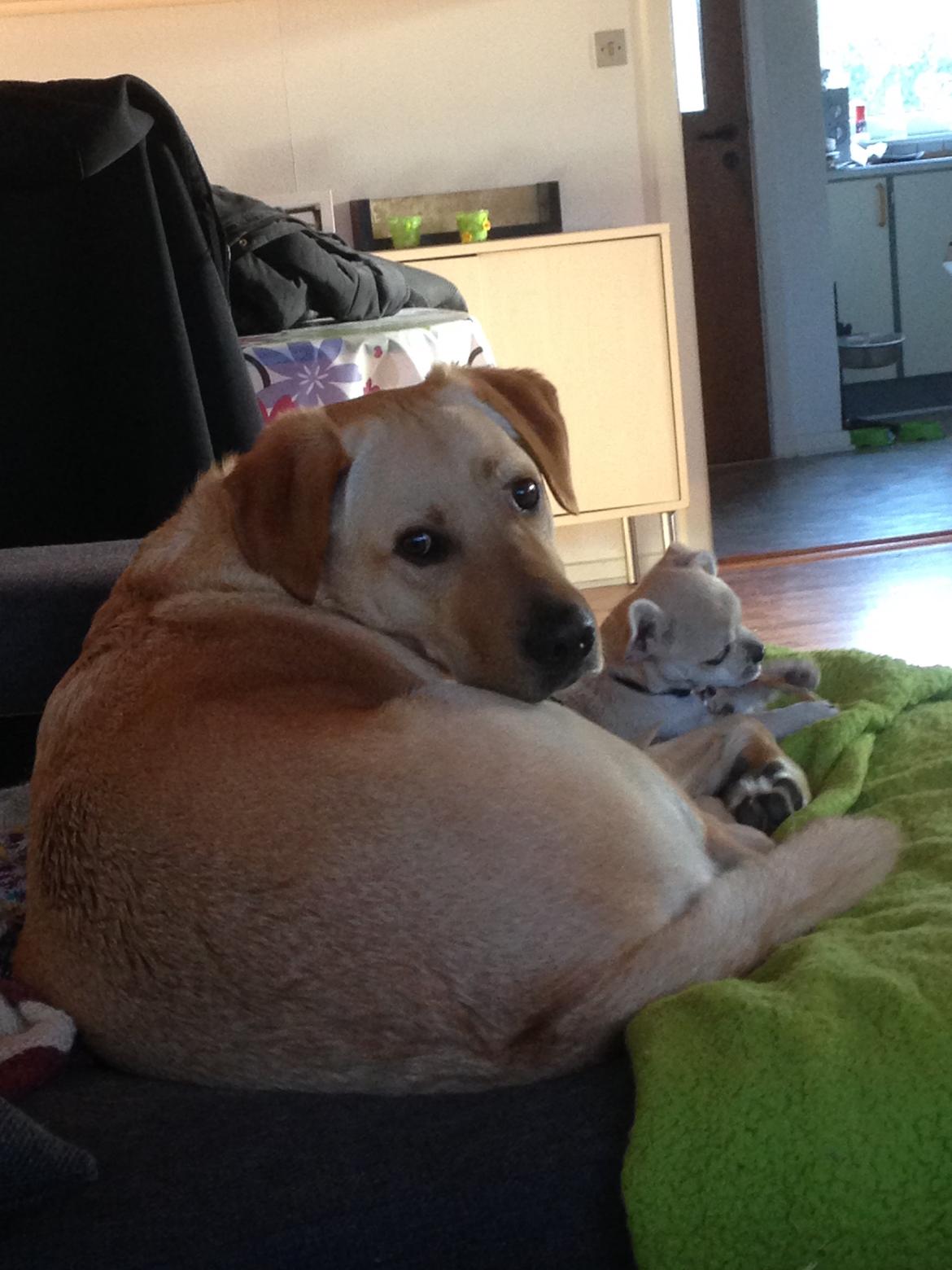 Blanding af racer Amarni billede 10