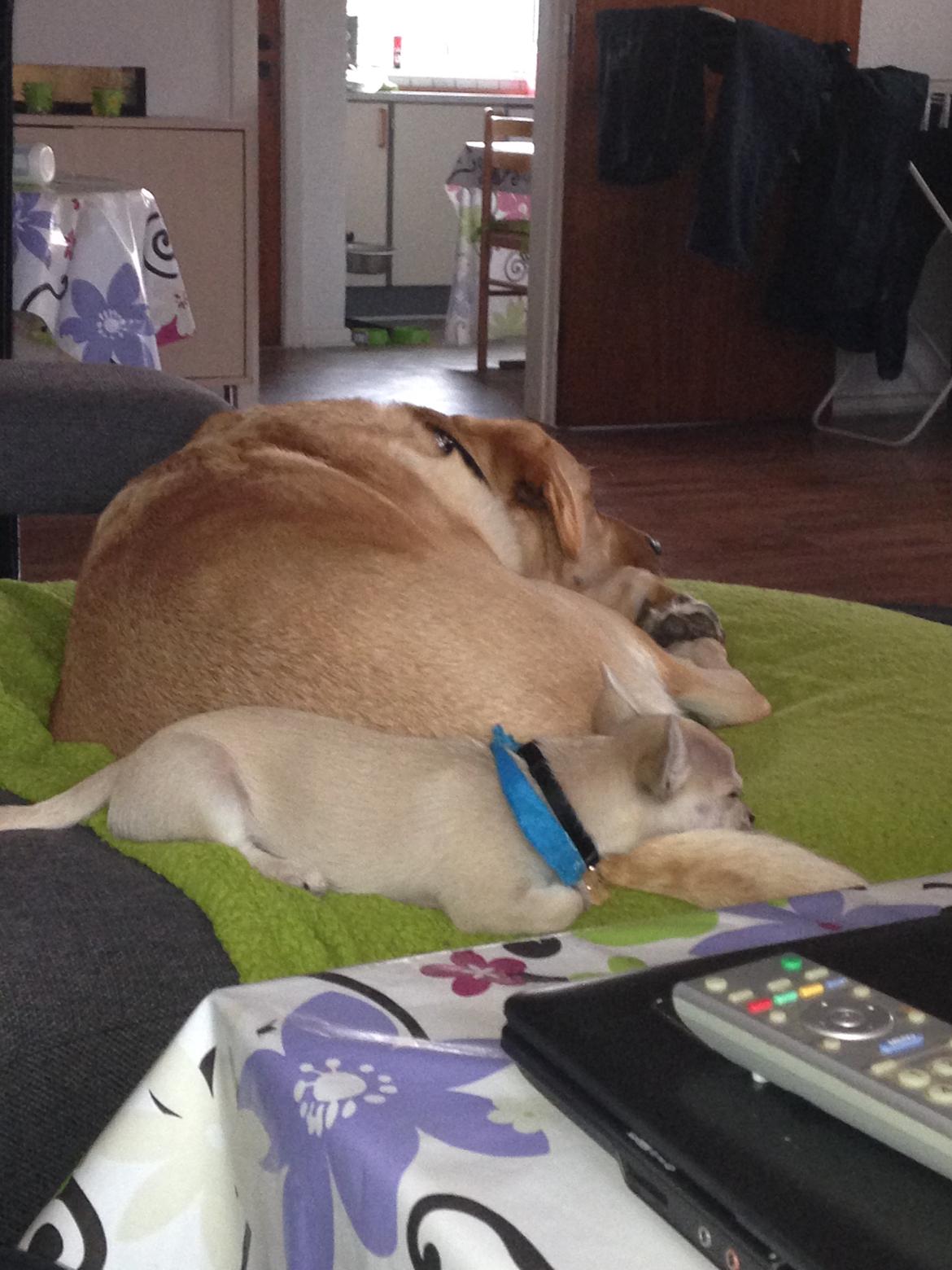 Blanding af racer Amarni billede 8