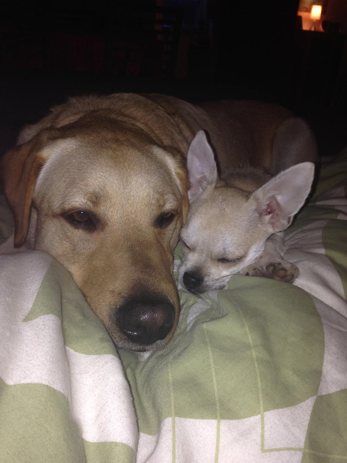 Blanding af racer Amarni billede 12