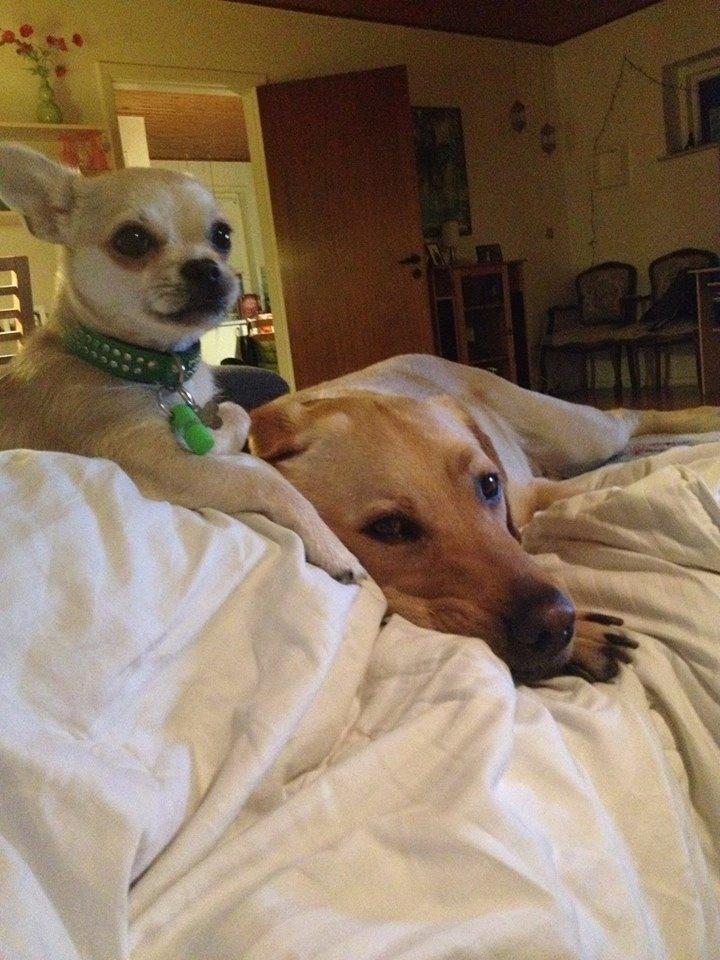 Blanding af racer Amarni billede 13