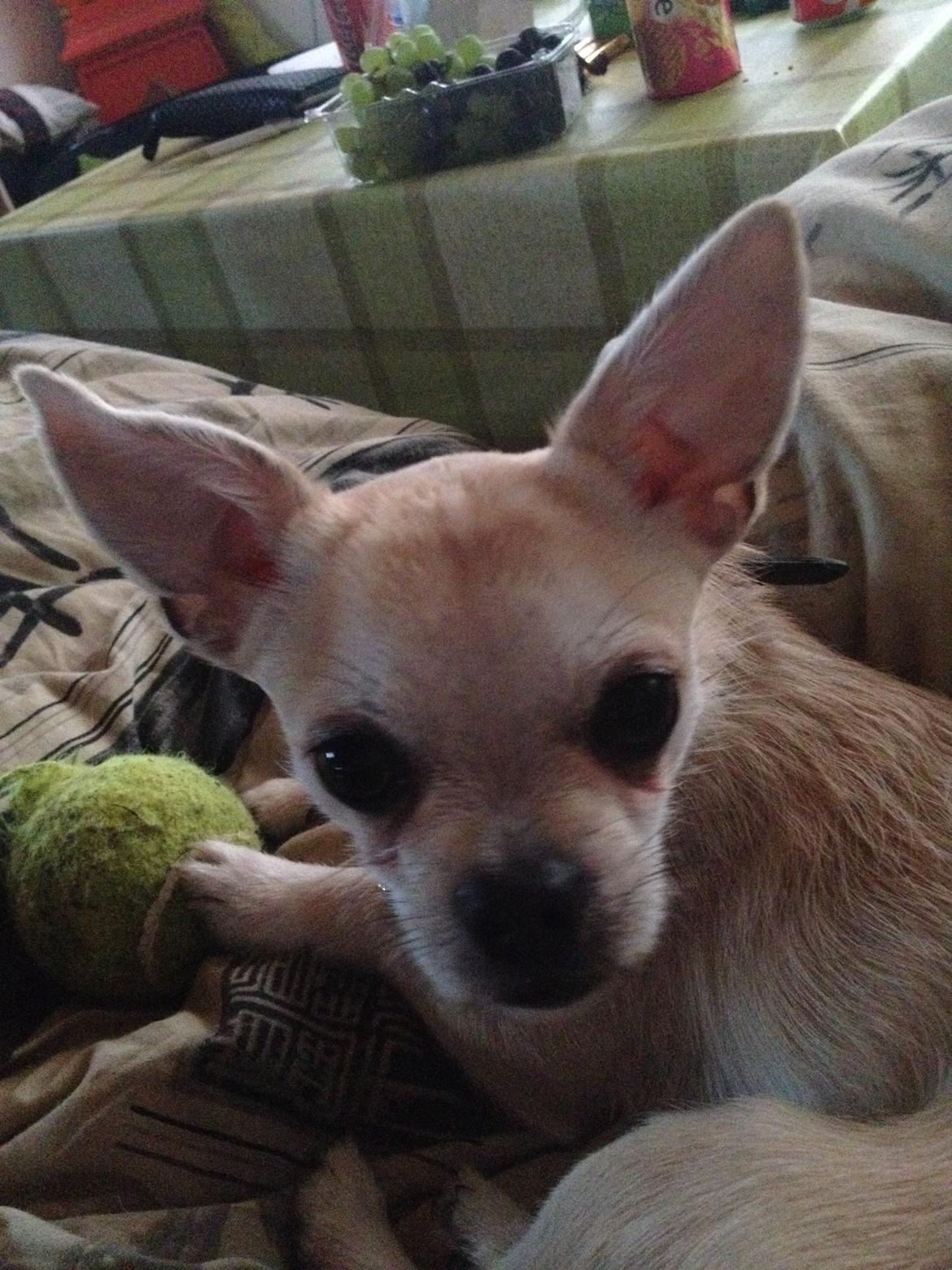 Blanding af racer Amarni billede 15