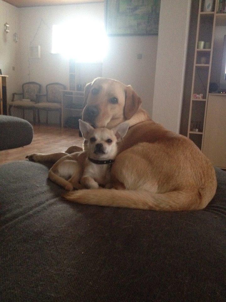 Blanding af racer Amarni billede 14