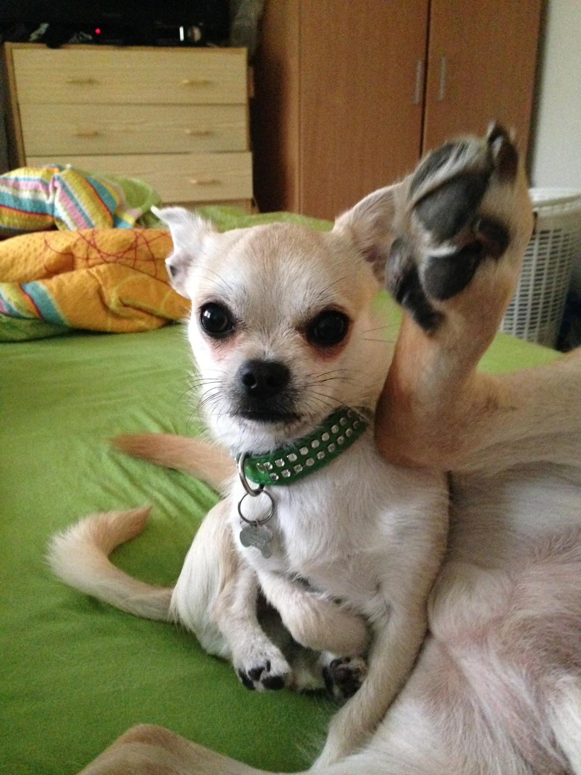 Blanding af racer Amarni billede 2