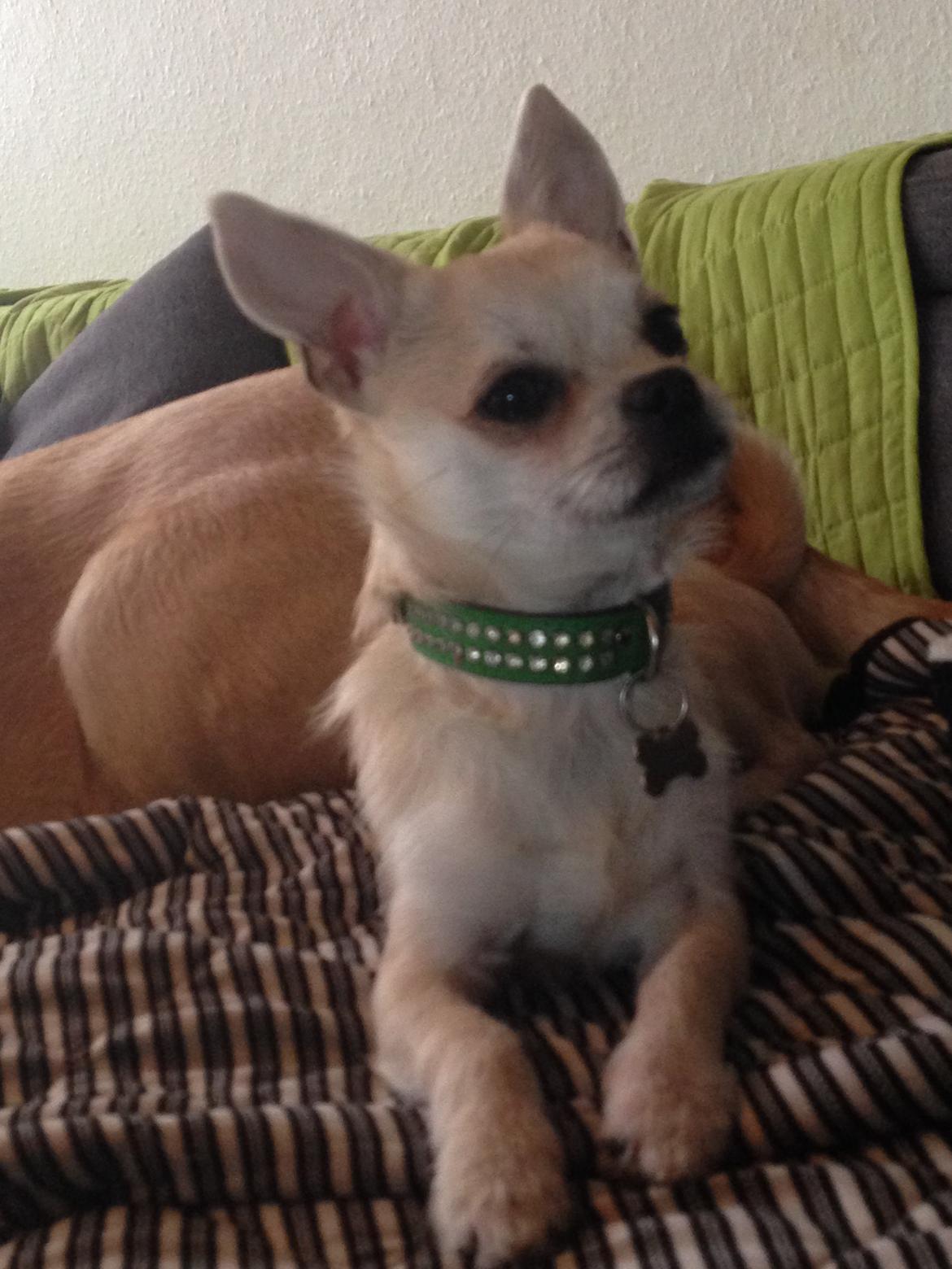 Blanding af racer Amarni billede 17